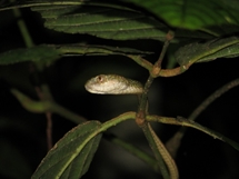 White-spotted cat snake (Boiga drapiezii) (photo: Lan Qie, Sabah, 2013-14)